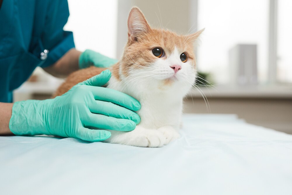 Cat at vet