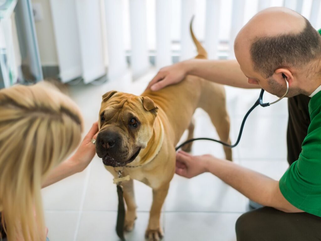 vet-examining-dog-in-office