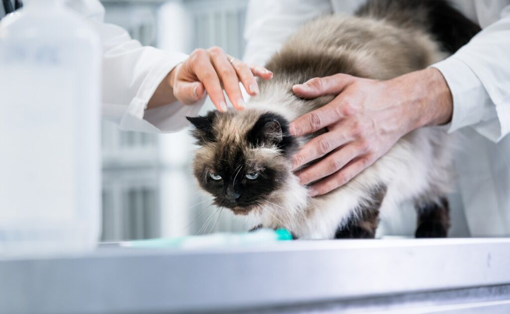 fluffy-cat-at-vet