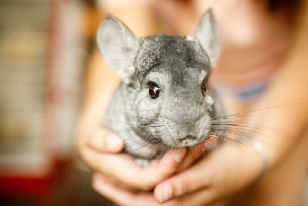 Chinchilla being held
