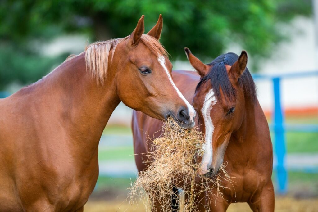 Horses eating hay