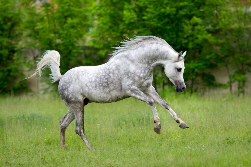 Grey arabian horse