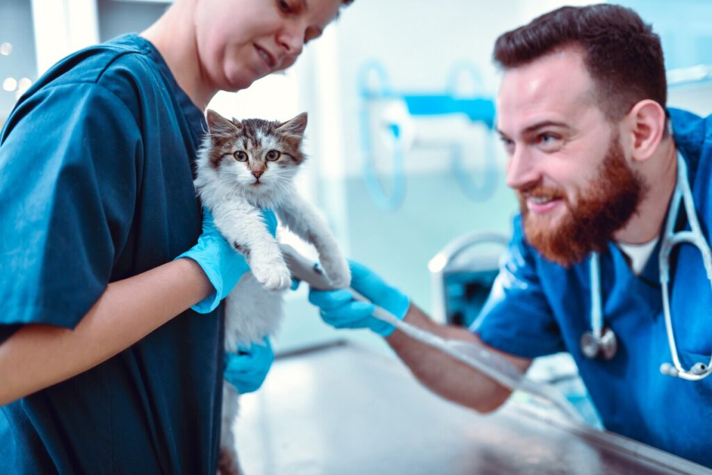 cat-at-vet-exam