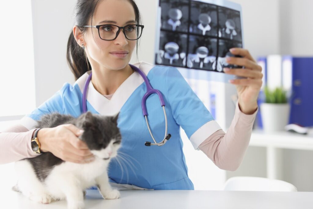vet-holding-up-xray-holding-cat