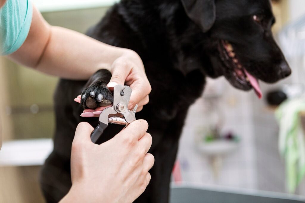 vet-clipping-dog-toenails