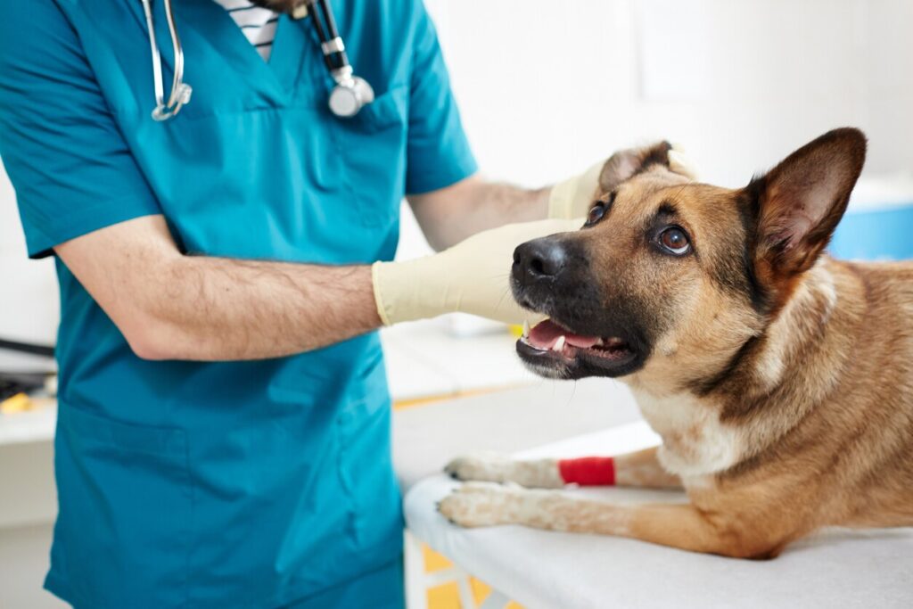 dog-lying-on-vet-table