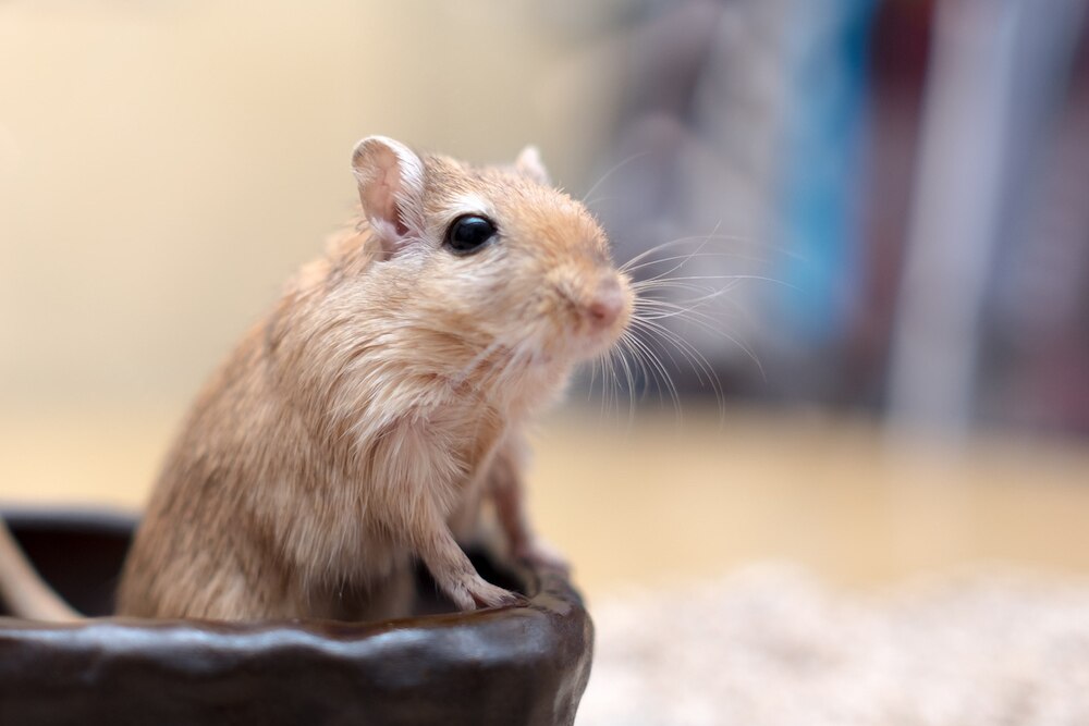 Gerbil looking