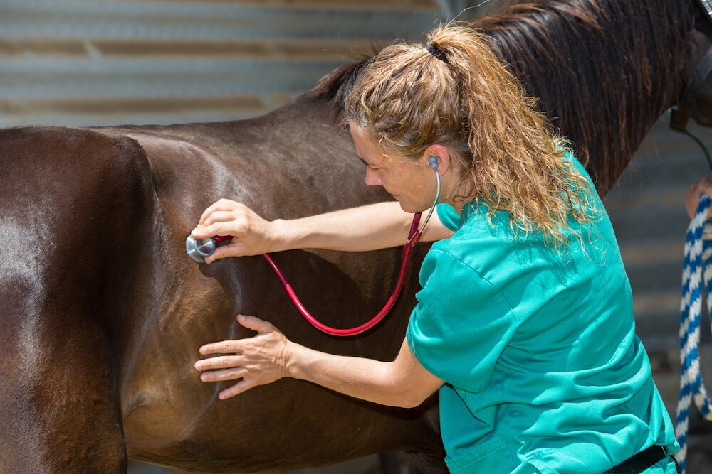 Horse stethoscope