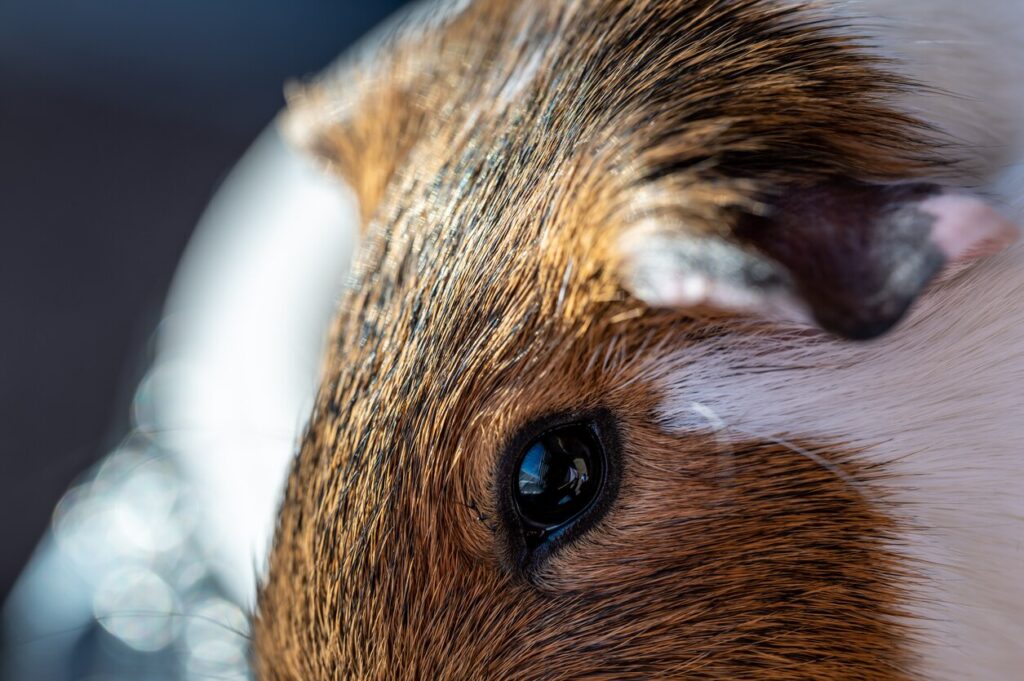 Guinea pig eye