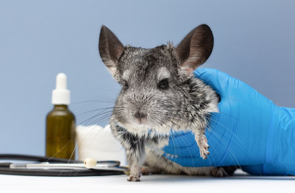 Chinchilla at vet