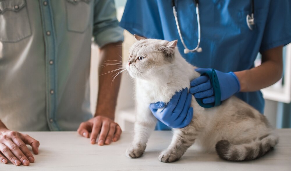 Cat at vet