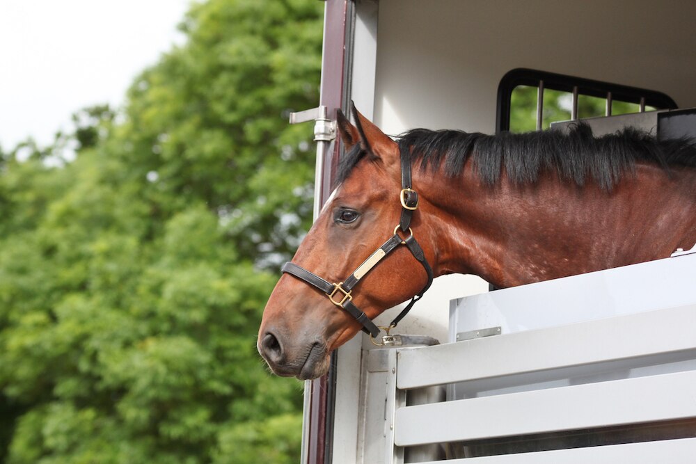 Horse looking out of trailer