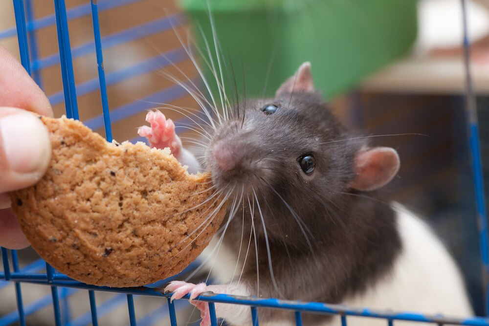 Rat eating cookie