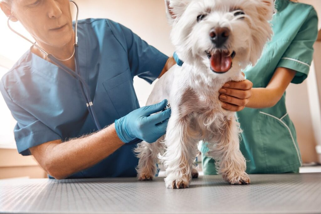 Maltese getting a vet checkup, a crucial step in treating urine crystals in dogs.