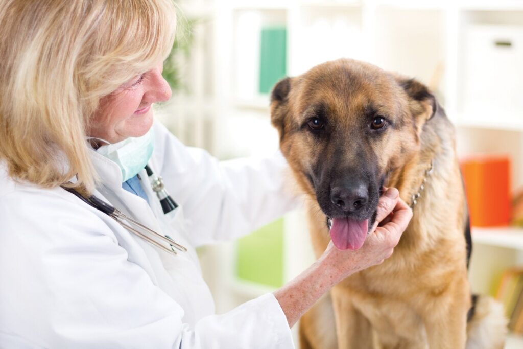 german-shepherd-with-vet