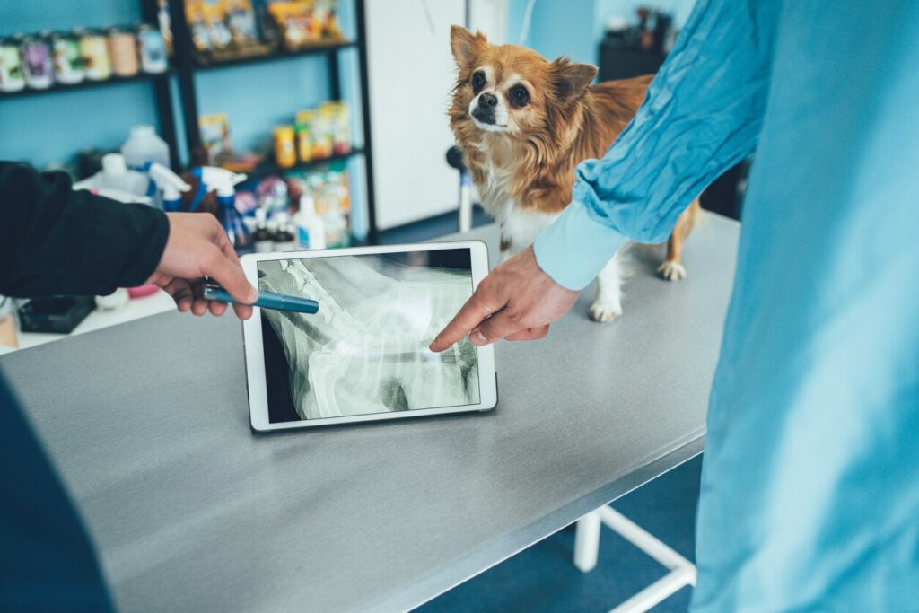 little-dog-getting-xrays-reviewed-with-vet
