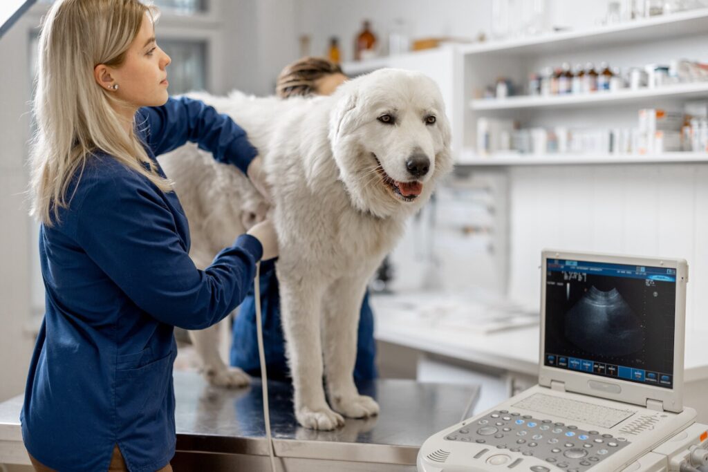 white-pyrnese-dog-on-vet-table-for-exam