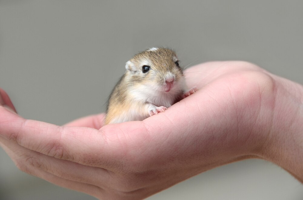 Tiny gerbil