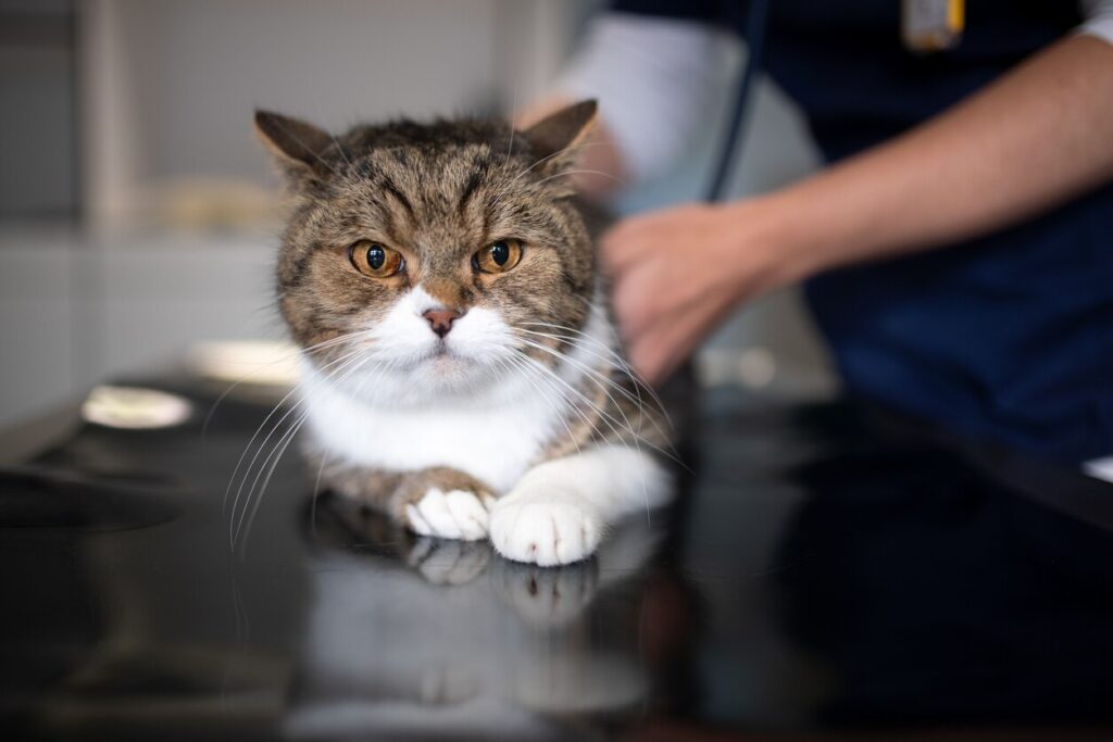 cat-laying-on-vet-table