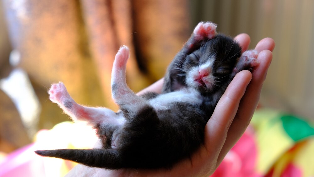 Newborn kitten