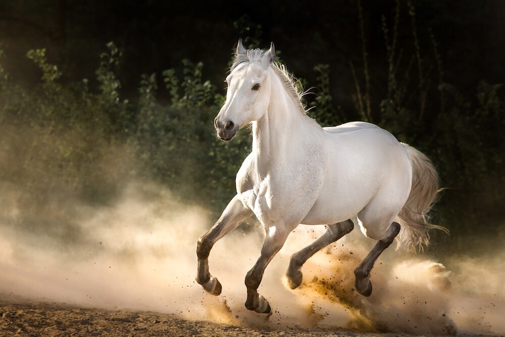 White horse running