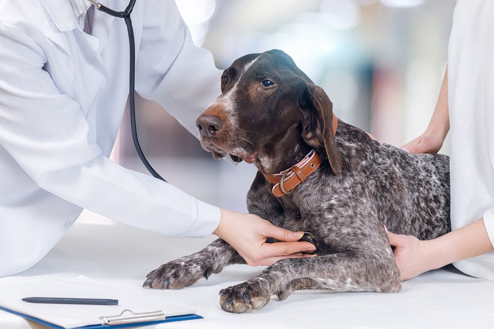 Dog at vet
