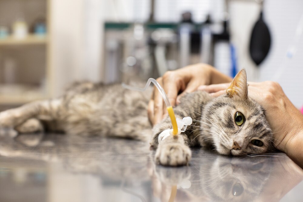 Sick cat at vet