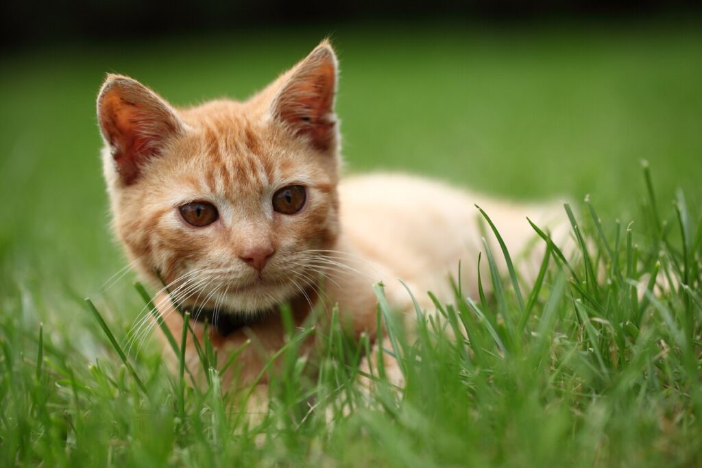 tabby-kitten-laying-in-grass