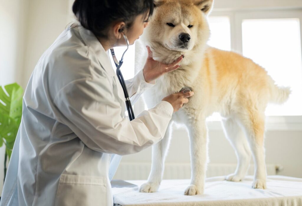 dog-at-vet-getting-heart-checked