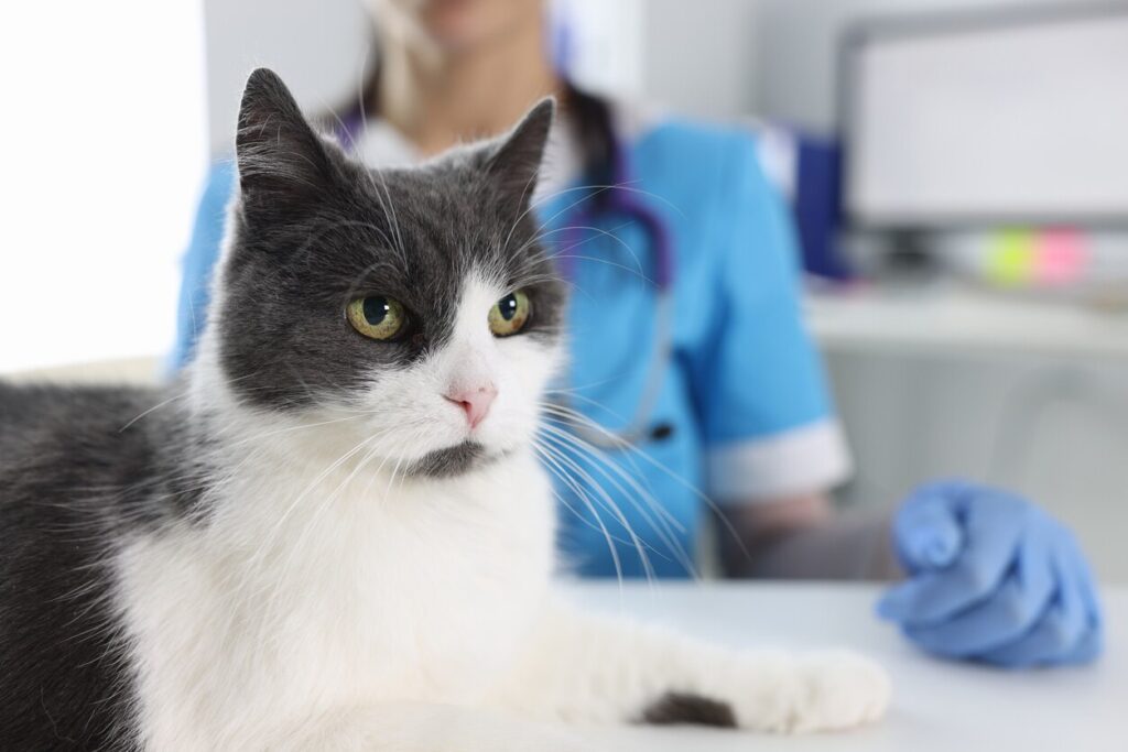 gray-and-white-cat-sitting-in-front-of-vet