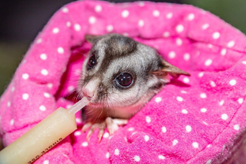 Sugar glider fed by syringe