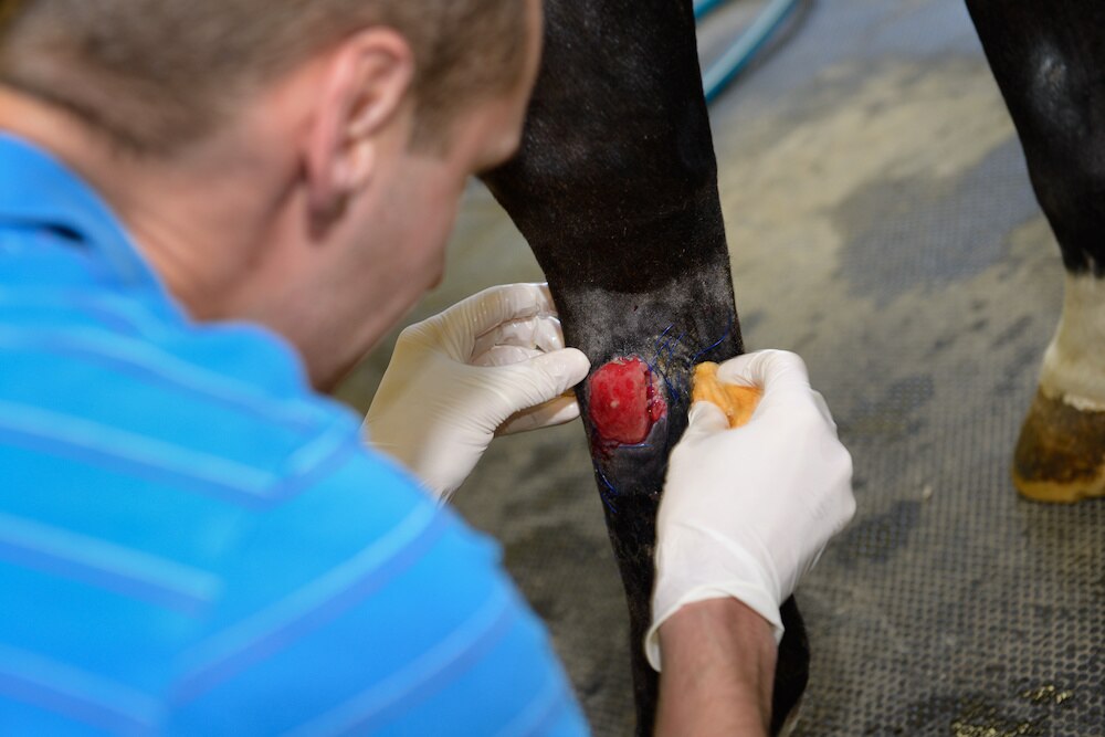 Proud flesh on horse leg