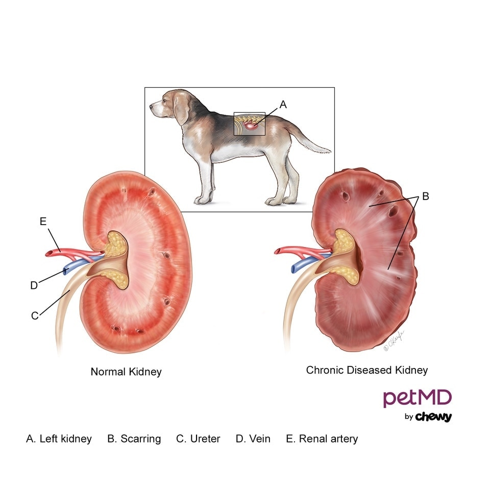chronic kidney failure in dogs; a diagram shows the difference between a dog's normal kidney and a dog's diseased kidney.