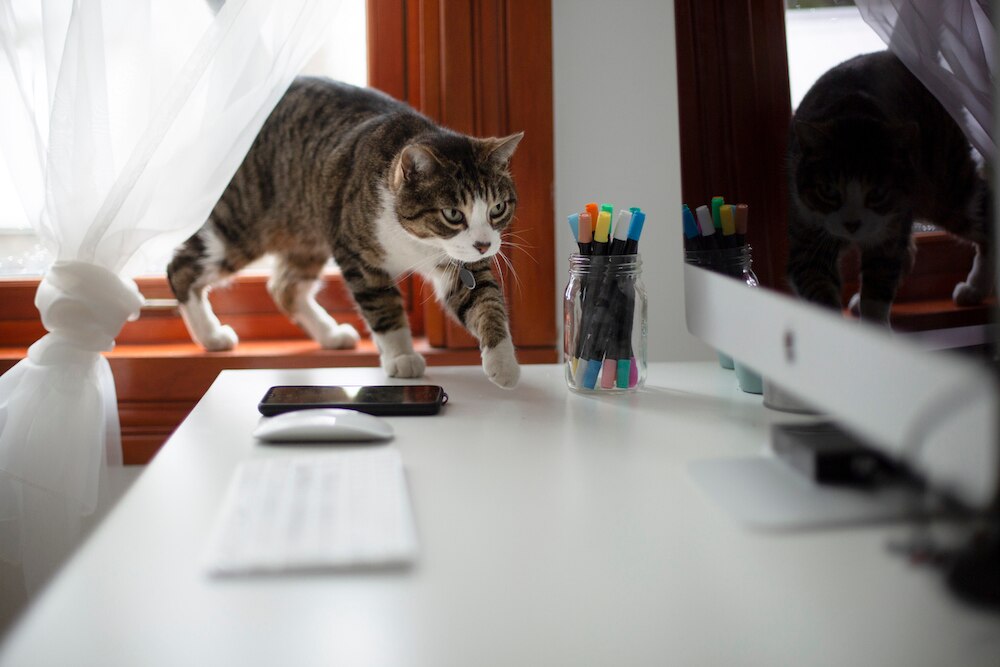 Cat near computer