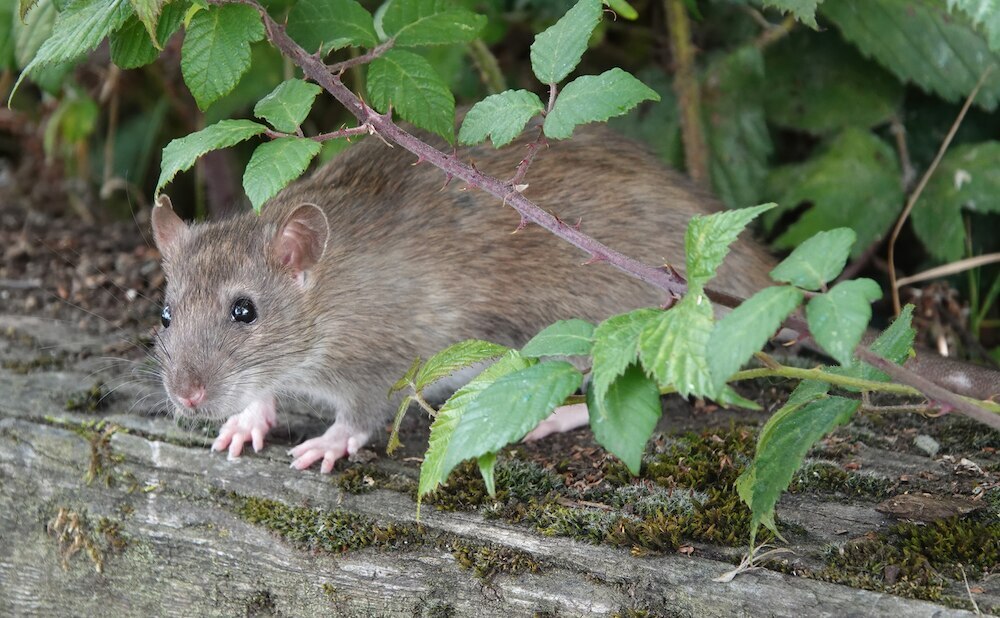 Rat looking out from under plants