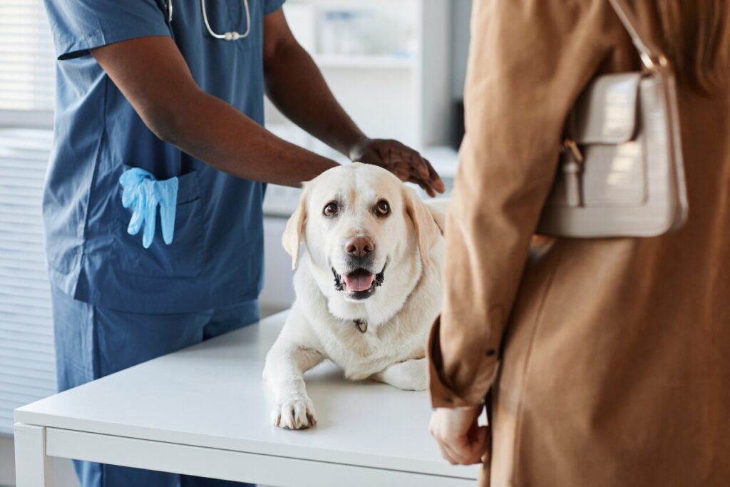 lab-laying-on-vet-table