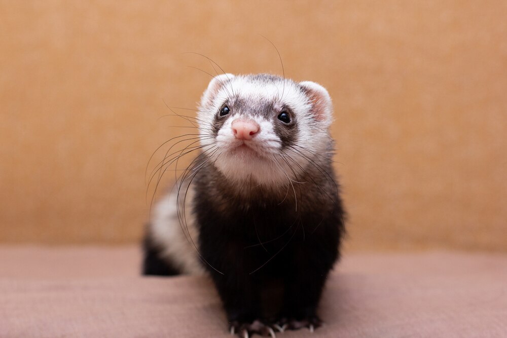 Pet ferret