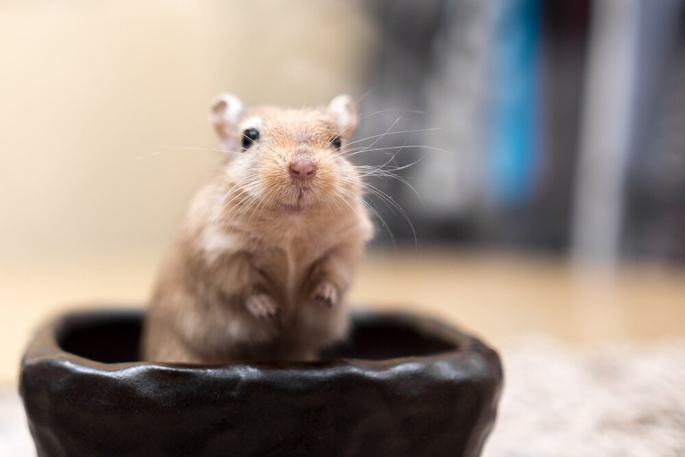 Cute gerbil sitting in food dish
