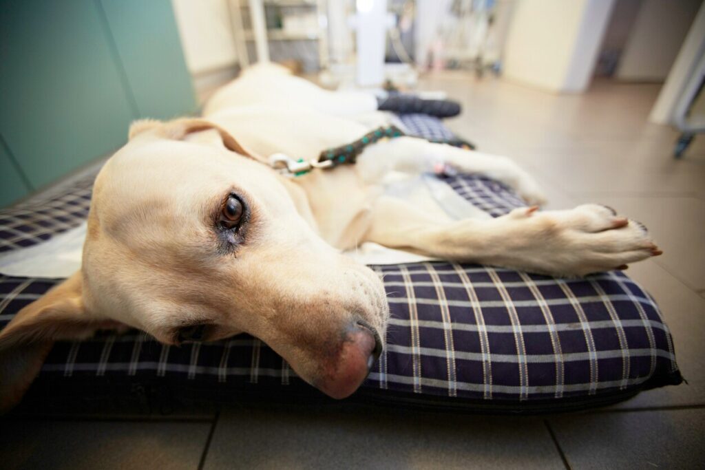 yellow-lab-lying-on-bed-in-vet-hospital