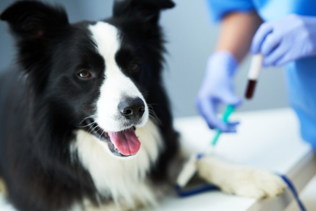 dog-at-vet-getting-blood-drawn