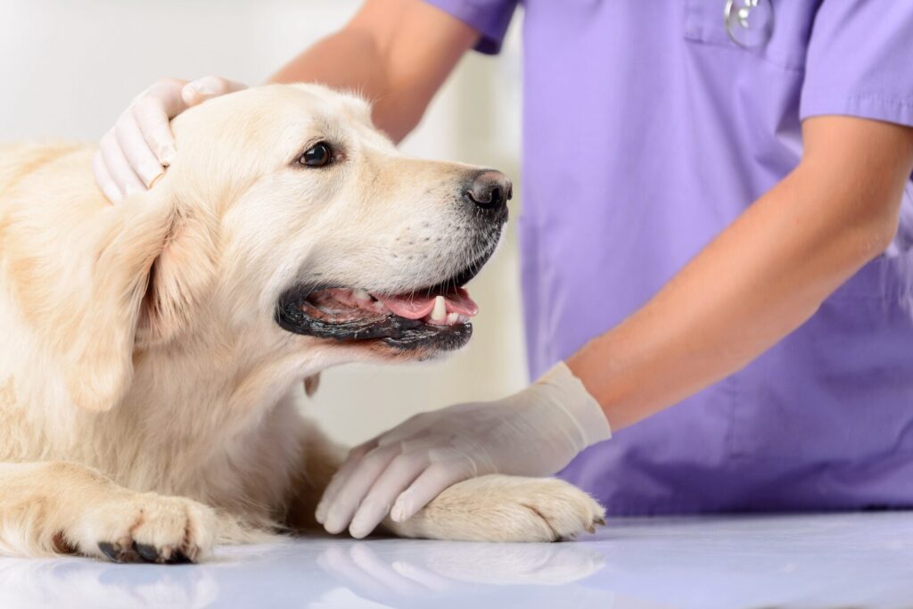 golden-lab-dog-lying-on-exam-table