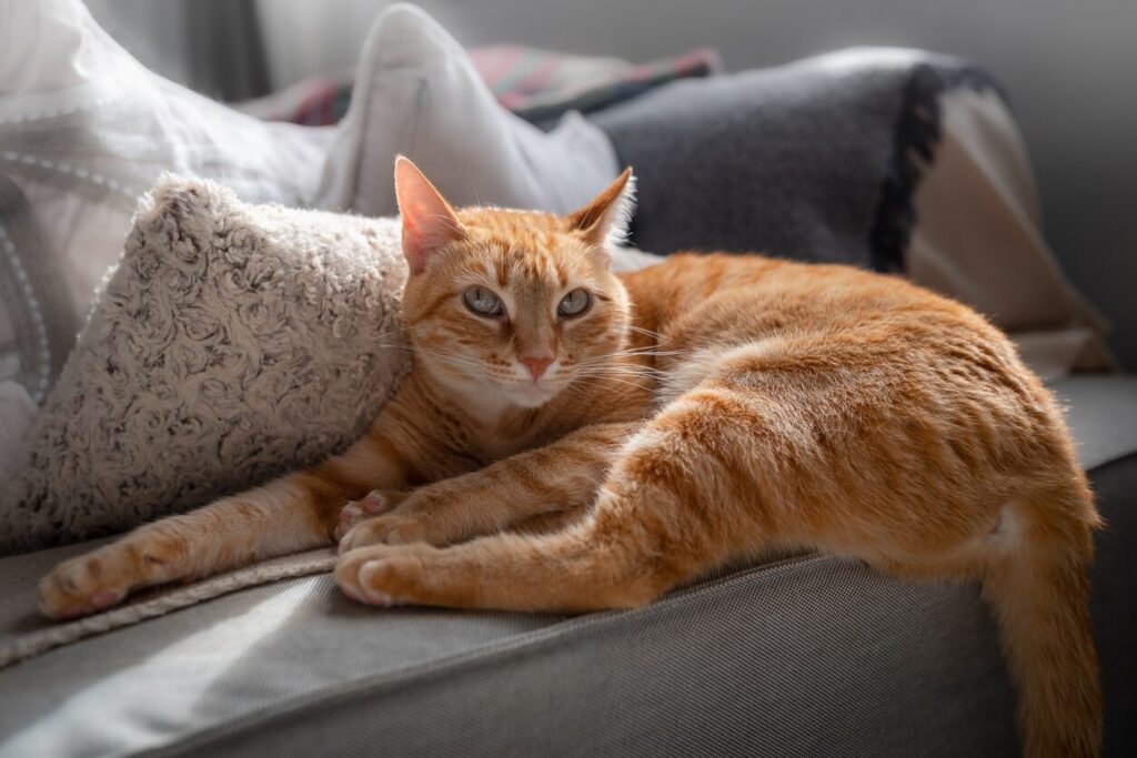 ginger-cat-curled-on-couch