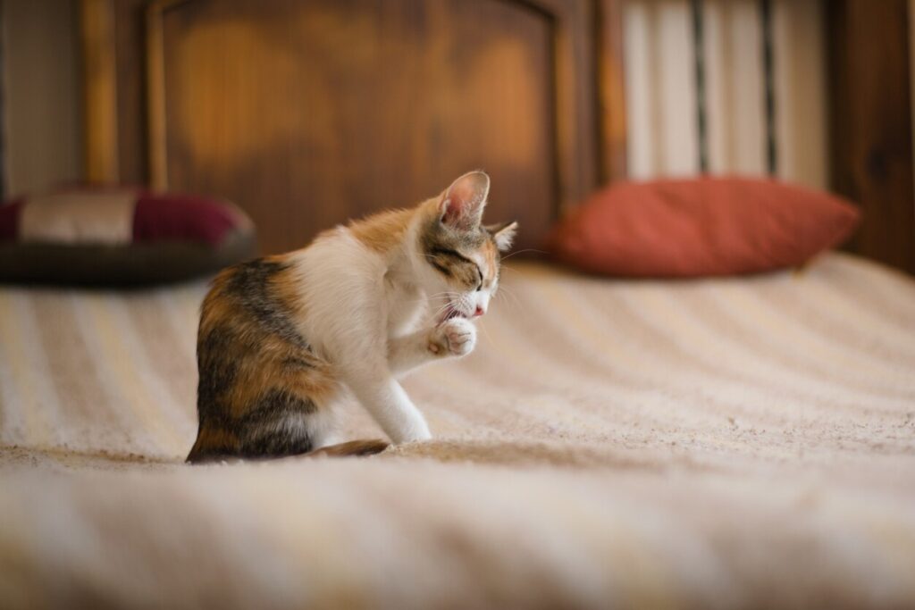 tabby-cat-licking-paw