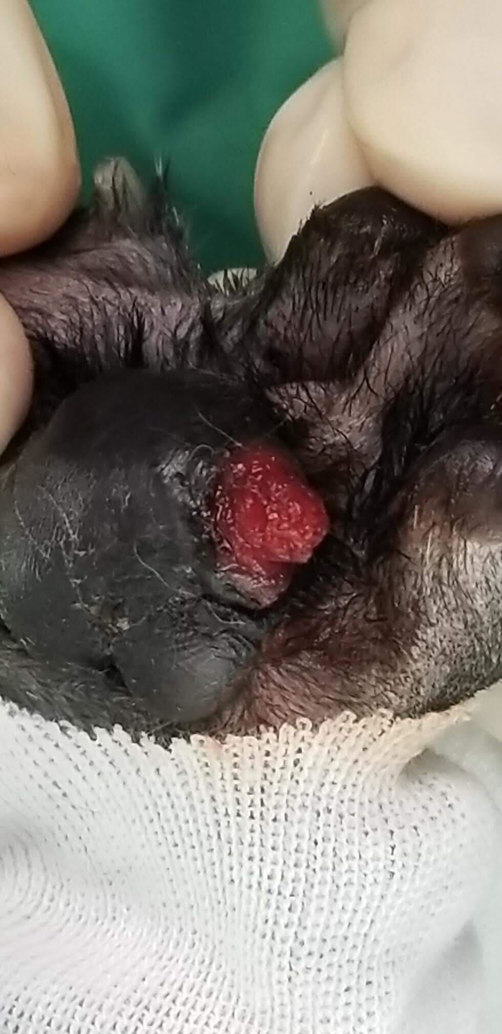 photo-of-pillow-foot-pododermatitis-in-cats