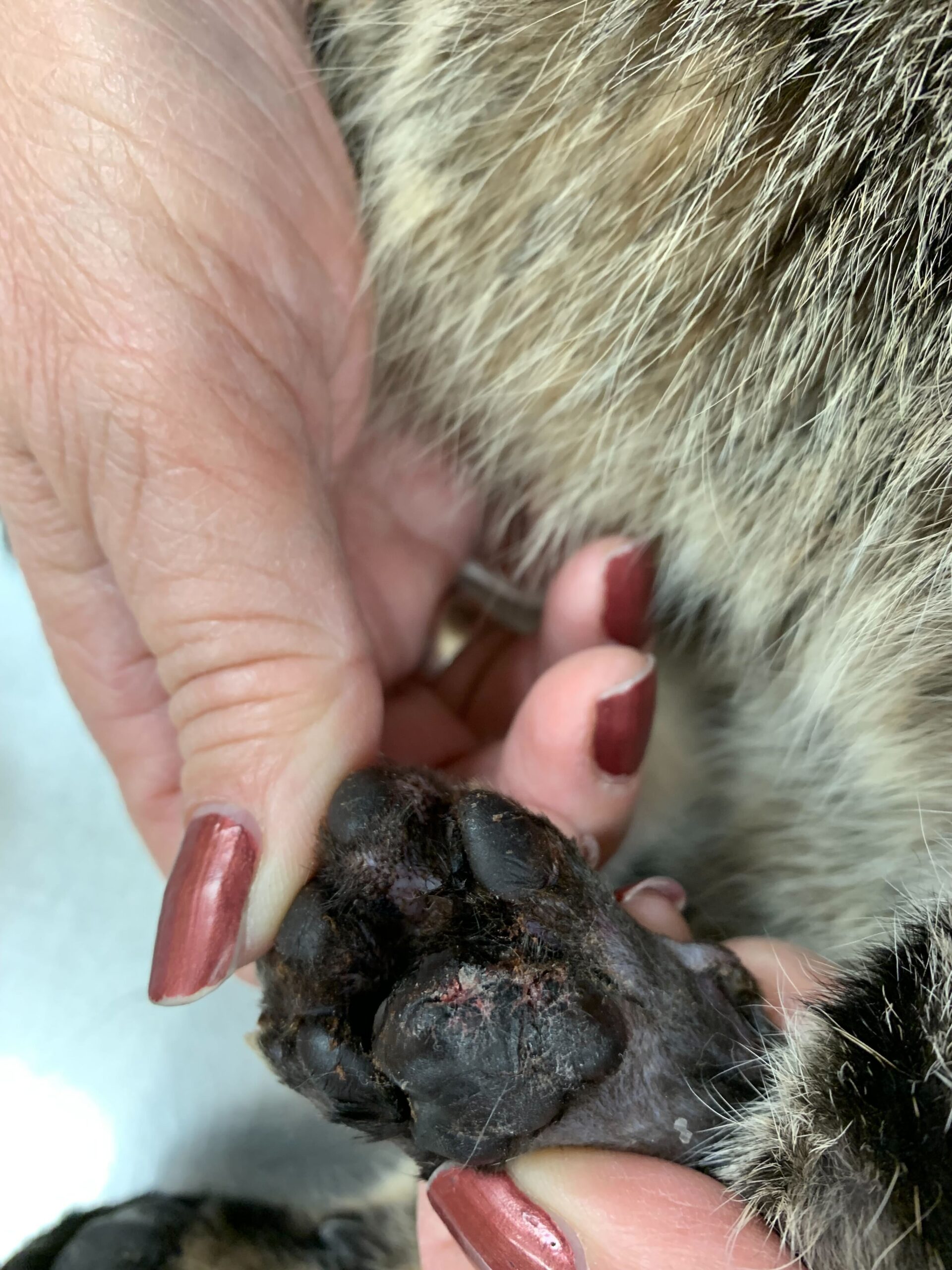photo-of-pillow-foot-pododermatitis-in-cats