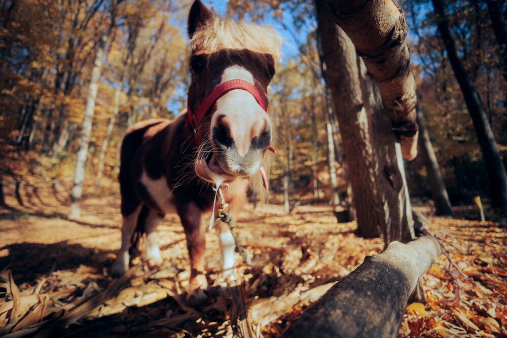Horse outside drooling