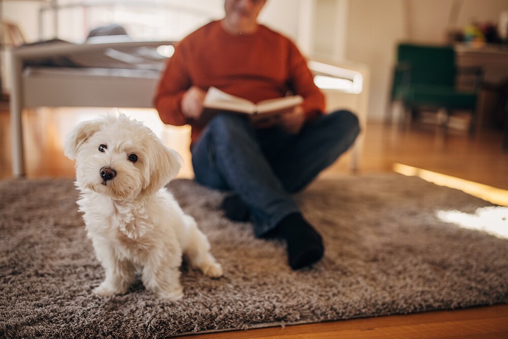 White dog on carpet