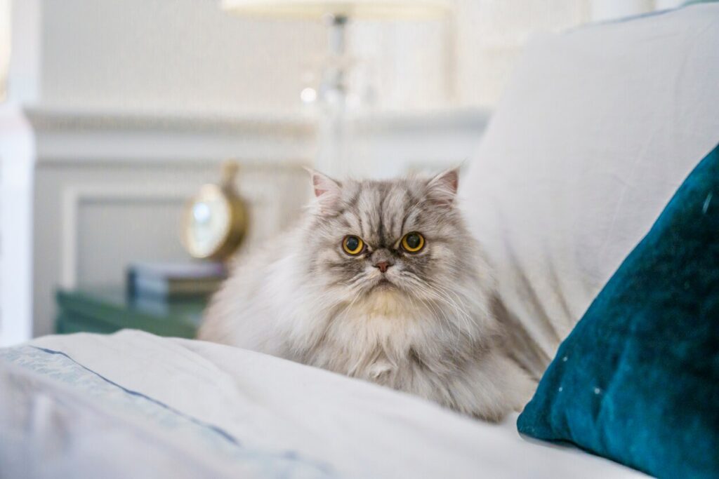 persian-cat-sitting-on-couch