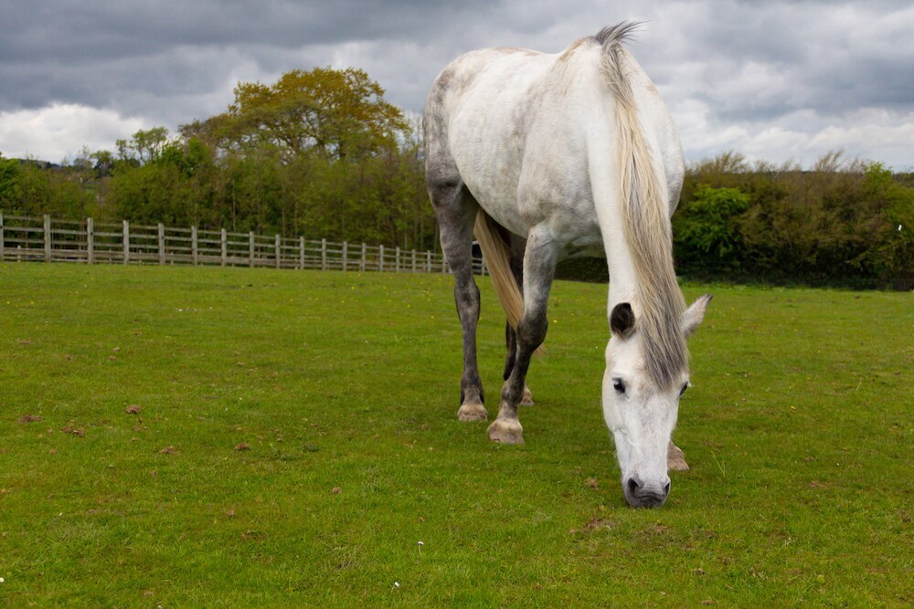 Gray horse grazing