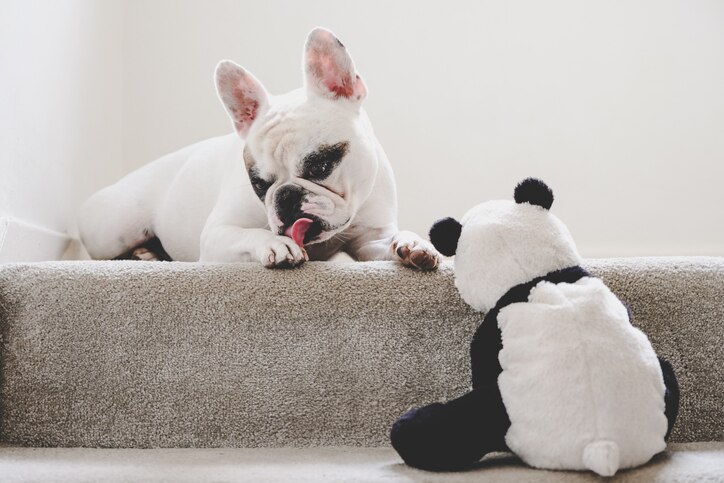 A French Bulldog licks their paws on a staircase.
